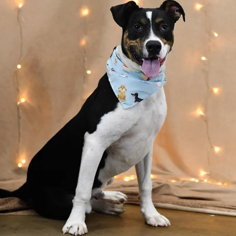 A young medium-sized male Tricolor (Brown, Black, & White) Mixed Breed dog named Daymon for adoption in Defuniak Springs, FL