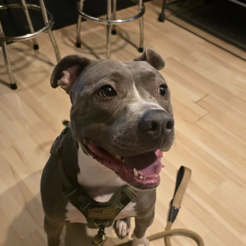 An adult large-sized male Gray / Blue / Silver Pit Bull Terrier dog named Governor AKA Gunner for adoption in Hanna City, IL