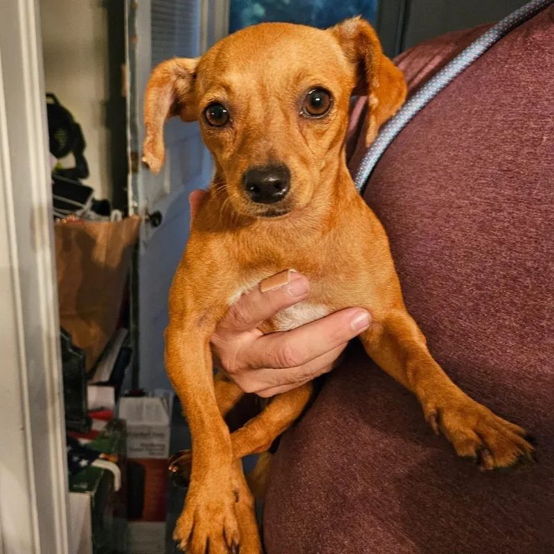 An adult small-sized female Yellow / Tan / Blond / Fawn Chihuahua dog named Hanna for adoption in St Joseph, MO