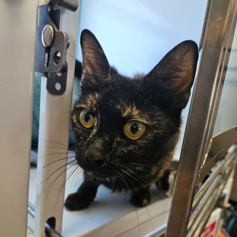 A young medium-sized female Tortoiseshell Domestic Short Hair cat named Tabitha for adoption in Ridgely, MD