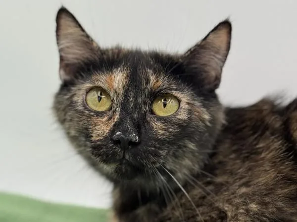An adult small-sized female Domestic Short Hair cat named Patty Cake for adoption in Portland, OR