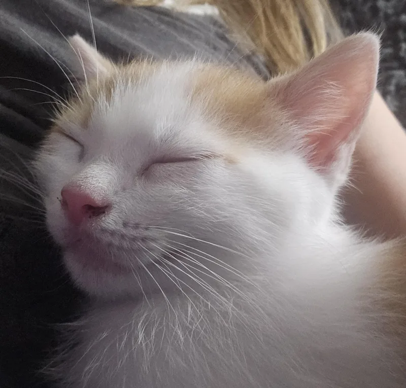 A baby small-sized male Orange & White Domestic Short Hair cat named Charlie for adoption in Milwaukee, WI