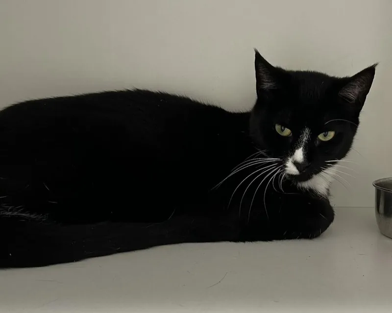 An adult medium-sized female Black & White / Tuxedo Domestic Short Hair cat named Sage for adoption in Mason City, IA