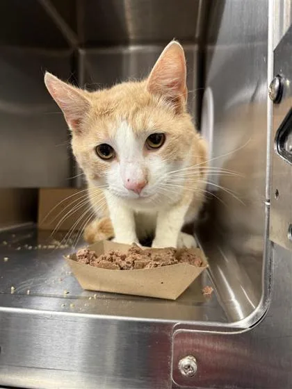 An adult medium-sized male Domestic Short Hair cat named Cinder for adoption in West Chester, PA