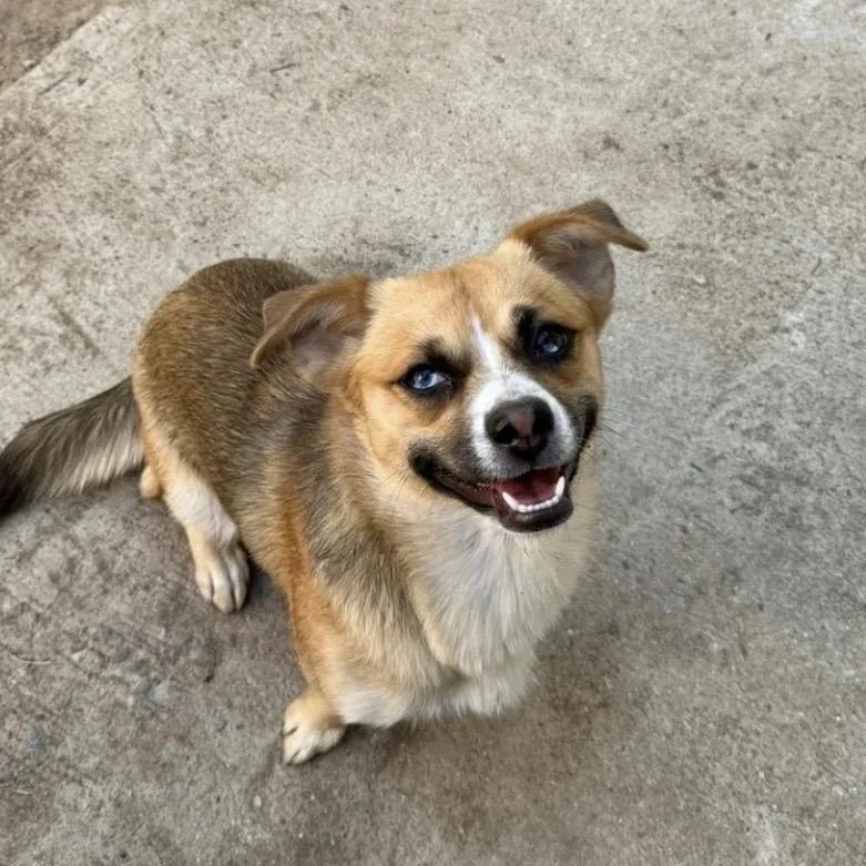 A young small-sized female Yellow / Tan / Blond / Fawn Husky dog named Dory for adoption in Calimesa, CA
