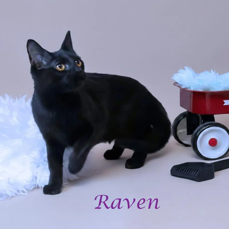 A young medium-sized female Black Domestic Short Hair cat named Raven C for adoption in Lebanon, TN