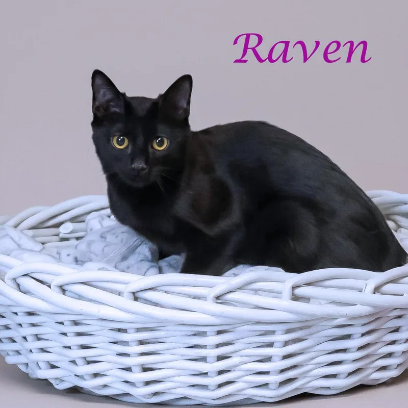 Raven C thumbnail 5