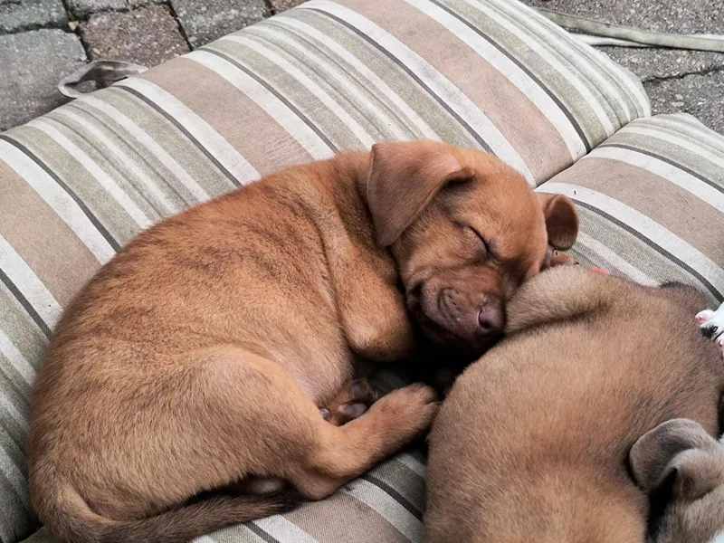 A baby medium-sized male Boxer dog named Silo for adoption in Aurora, IL