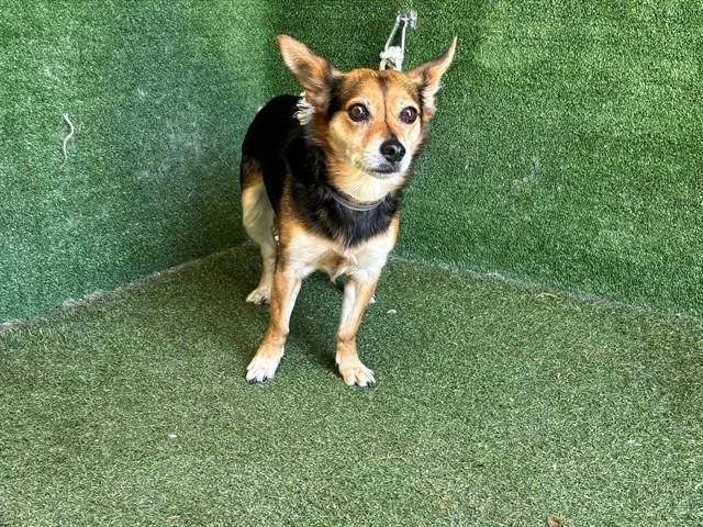 A senior small-sized female Chihuahua dog named Kiki for adoption in Lancaster, CA