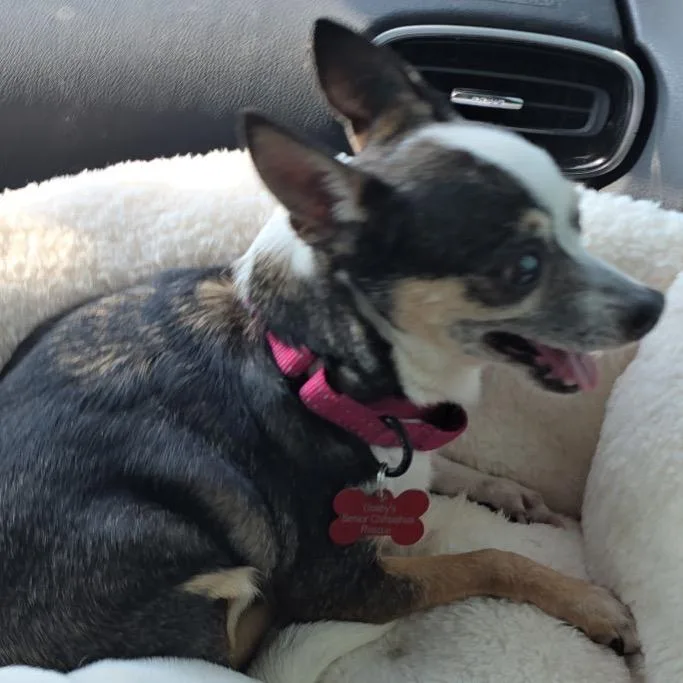 A senior small-sized female Black Chihuahua dog named Catalina for adoption in Hudson, IL