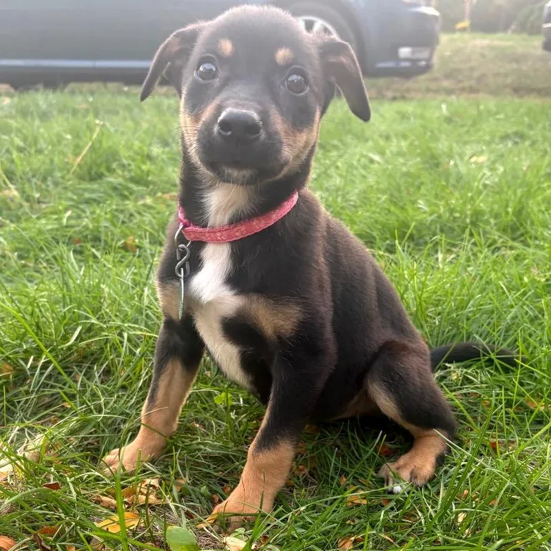 A baby small-sized female Black Mixed Breed dog named Aretha for adoption in Buffalo, MN