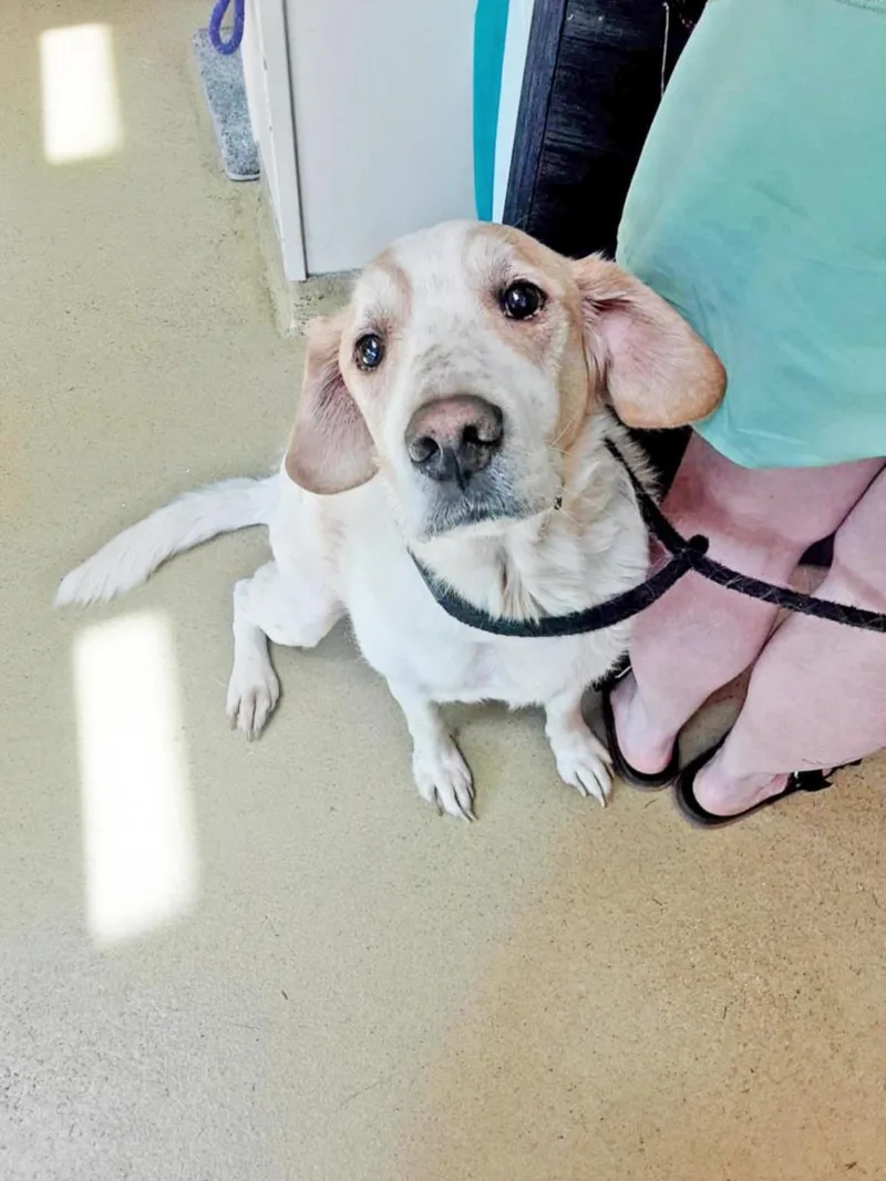 A senior large-sized male Hound dog named Luke Skywalker for adoption in Hagerstown, MD