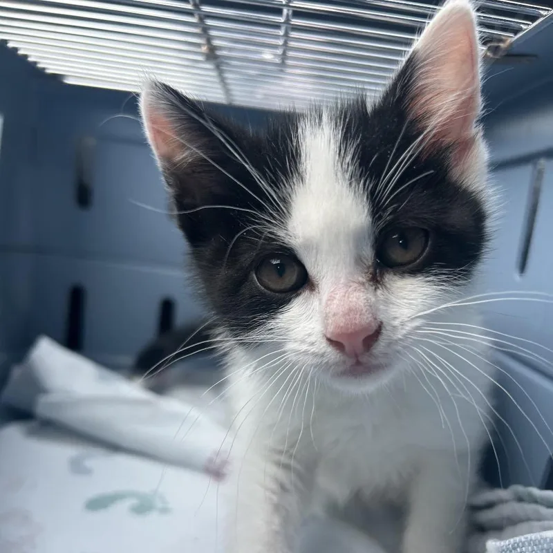 A baby small-sized male Black Domestic Short Hair cat named Christian Nodal for adoption in Newark, NJ
