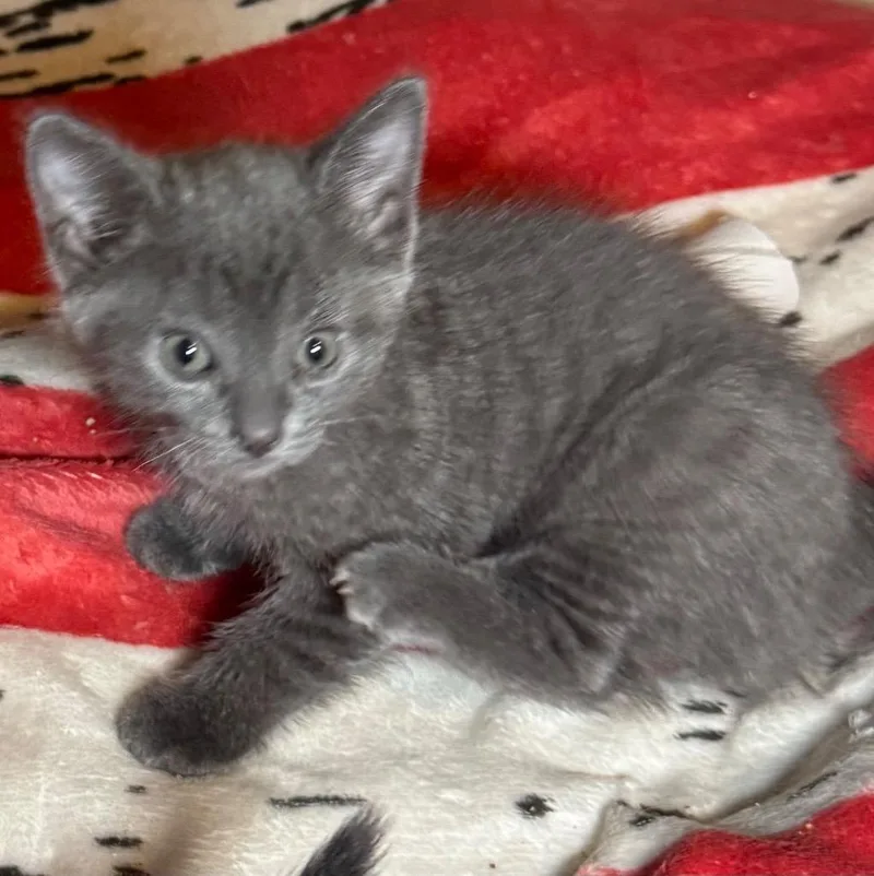 A baby medium-sized female Domestic Short Hair cat named Piper for adoption in Saginaw, MI