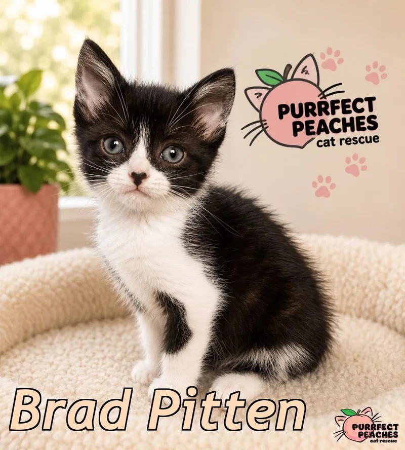 A baby medium-sized male Domestic Short Hair cat named Brad Pitten for adoption in Douglasville, GA