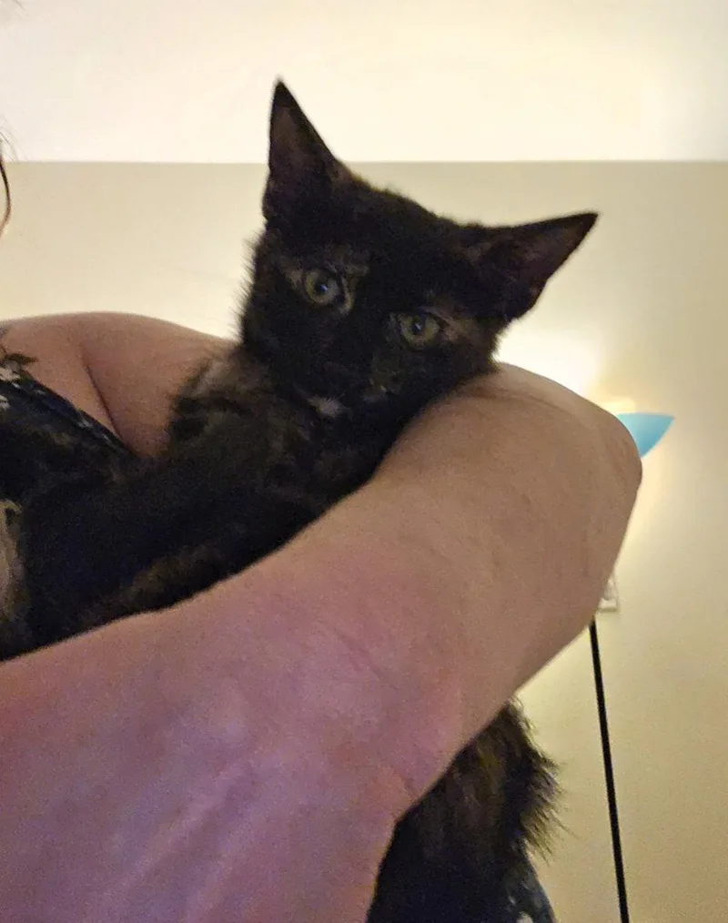A baby medium-sized female Domestic Short Hair cat named Madison for adoption in Walled Lake, MI