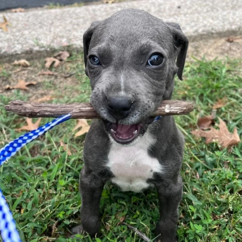 A baby medium-sized male Pit Bull Terrier dog named Seymour for adoption in Richmond, VA