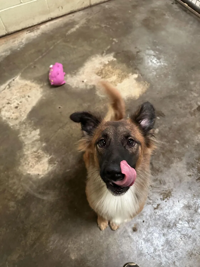 Curly Joe thumbnail 3