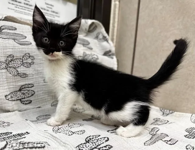 A baby small-sized female Domestic Medium Hair cat named Callista for adoption in Moreno Valley, CA