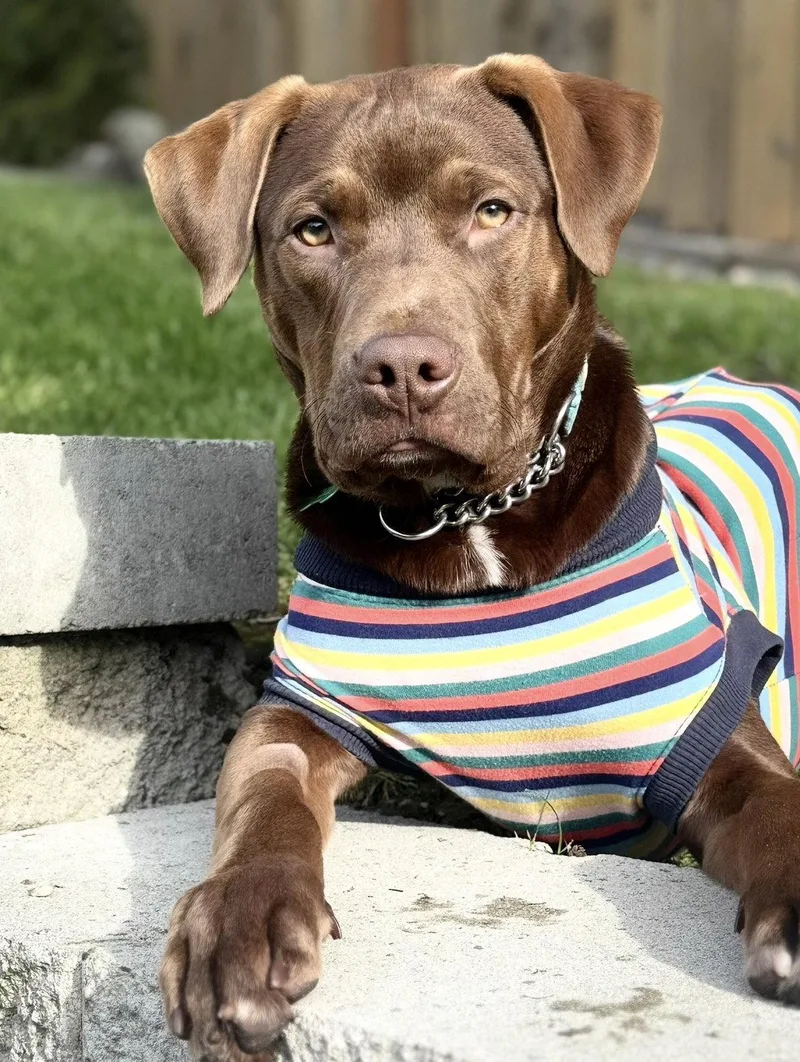 A young large-sized male Pit Bull Terrier dog named Willie for adoption in Bothell, WA