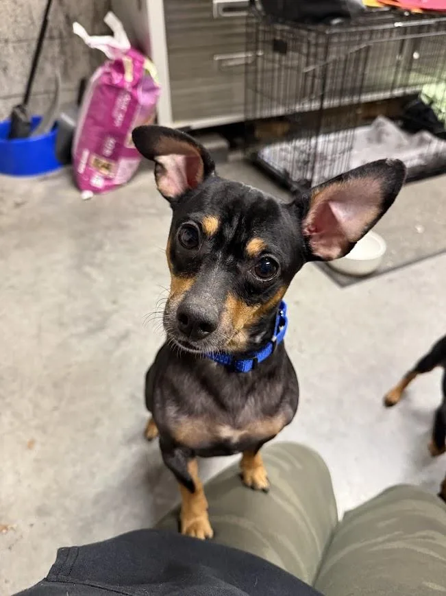 An adult small-sized male Black Dachshund dog named Mika for adoption in Shermans Dale, PA