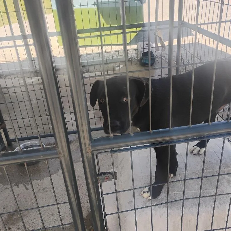 A young medium-sized male Black Mixed Breed dog named Boone for adoption in East Smithfield , PA