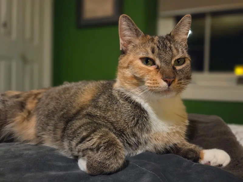 A young medium-sized female Calico Domestic Short Hair cat named Ashley for adoption in Mullica Hill, NJ
