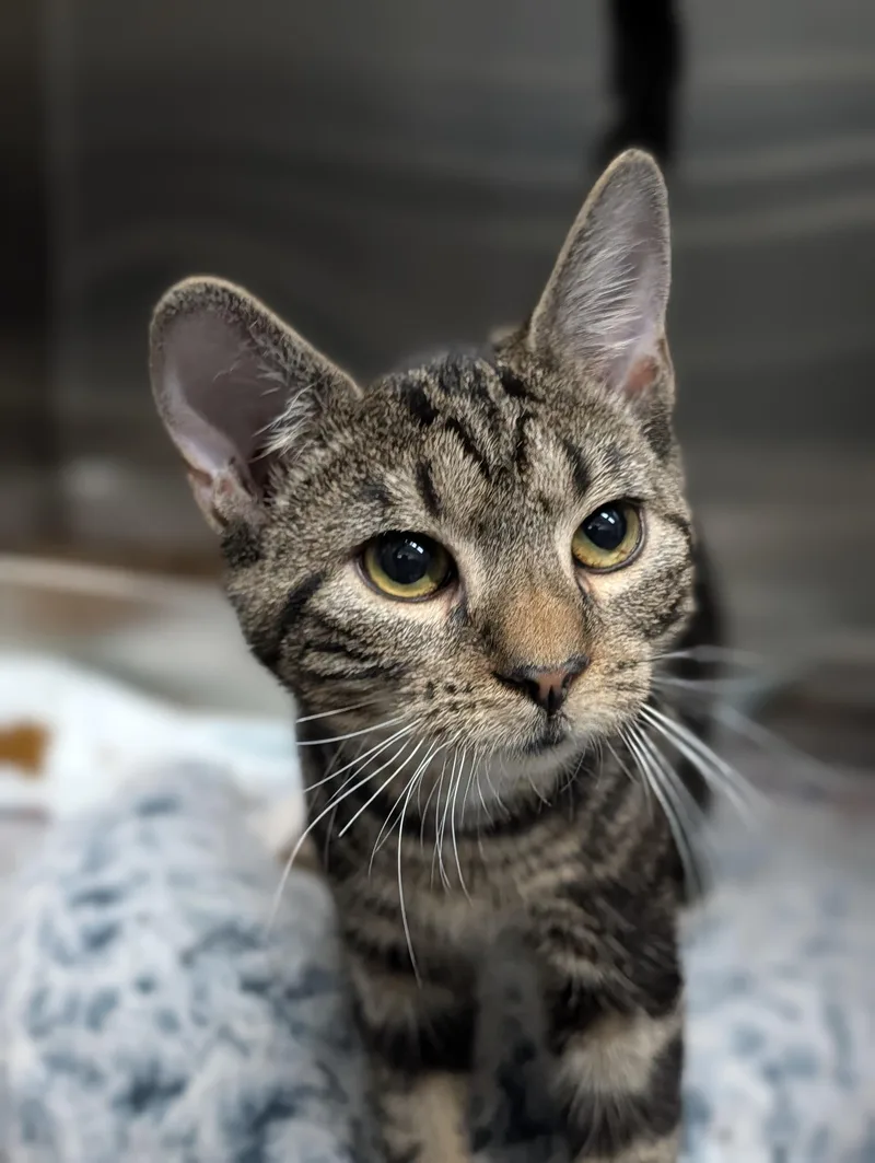 A young medium-sized female Tabby (Buff / Tan / Fawn) Domestic Short Hair cat named Minerva for adoption in Plainfield, NJ