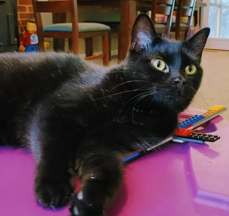 Zelda