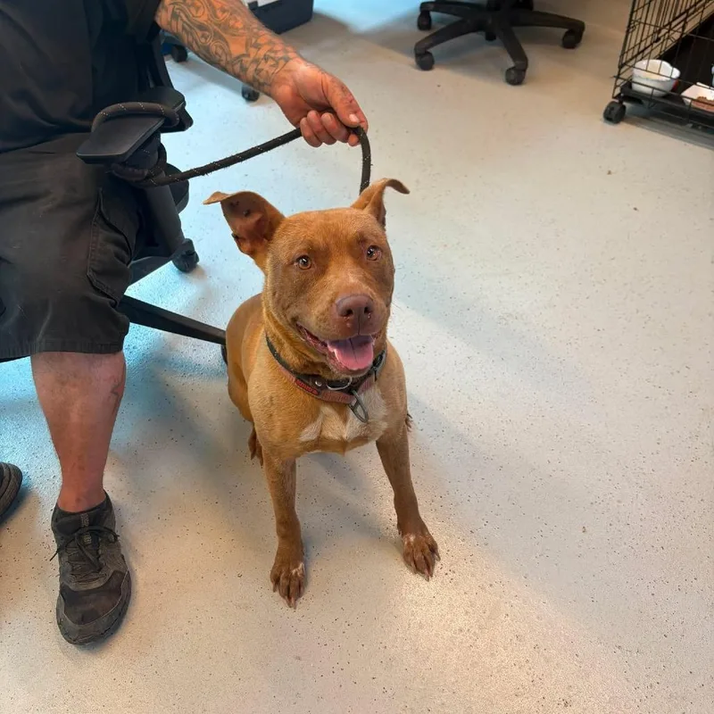 An adult medium-sized female Brown / Chocolate Mixed Breed dog named Bubbles for adoption in Huntington, WV