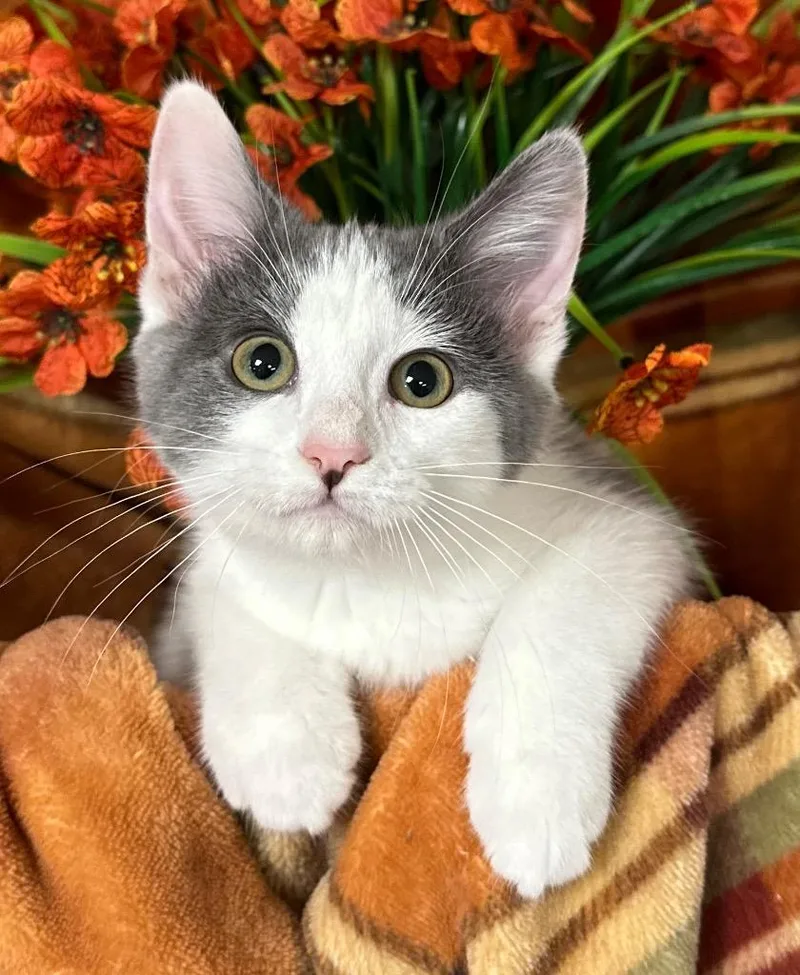 A baby small-sized female Domestic Short Hair cat named Grayling for adoption in Stillwater, OK