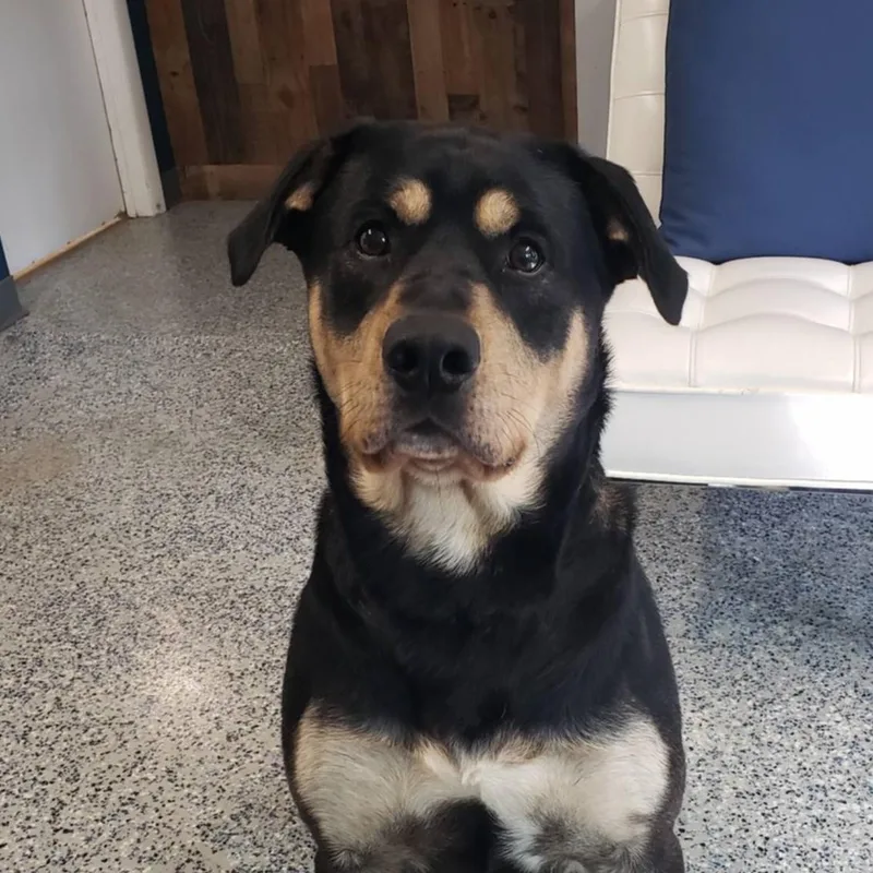 An adult large-sized male Tricolor (Brown, Black, & White) Rottweiler dog named Bear for adoption in Washingtonville, NY