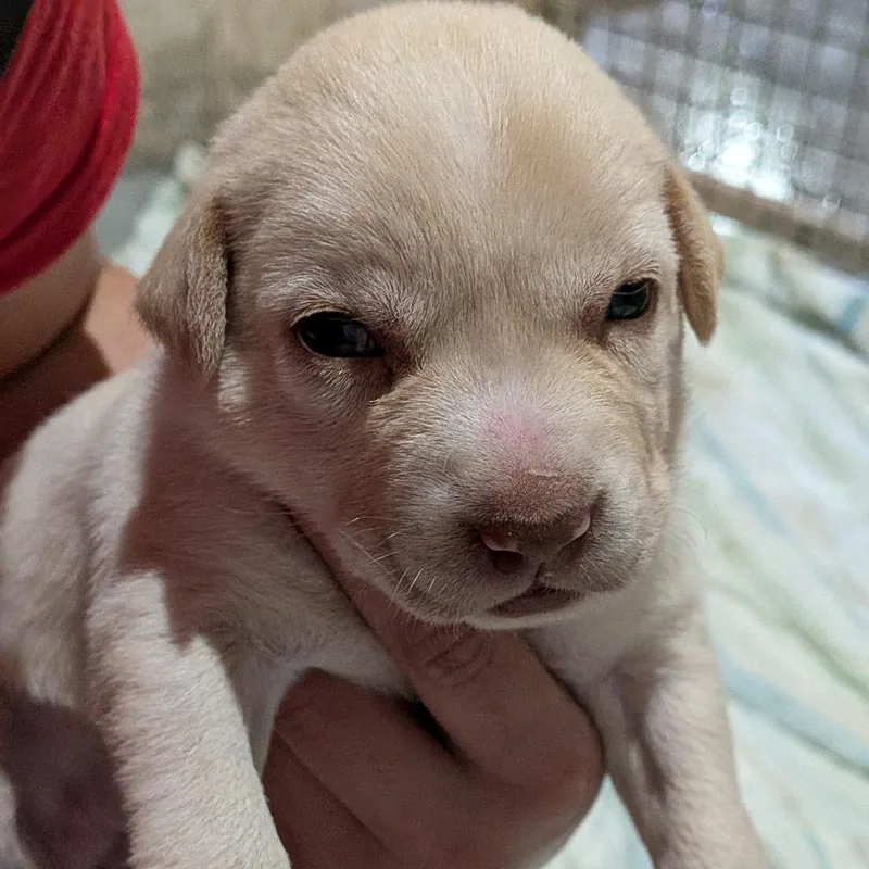 A baby medium-sized female White / Cream Mixed Breed dog named Megan Moroney for adoption in Leander, TX