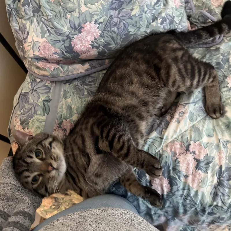 A baby small-sized male Black & White / Tuxedo Domestic Short Hair cat named Found Se Rochester for adoption in Rochester, MN