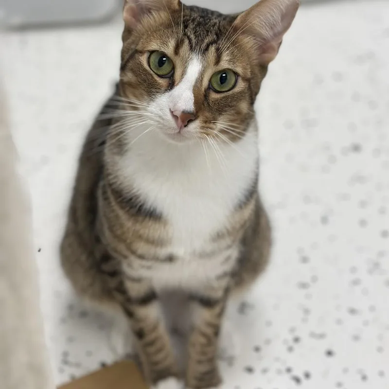 Harrison thumbnail 2