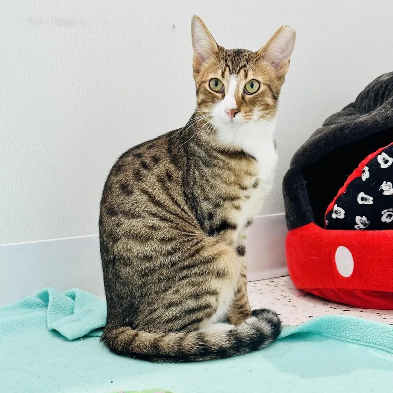 Harrison thumbnail 4