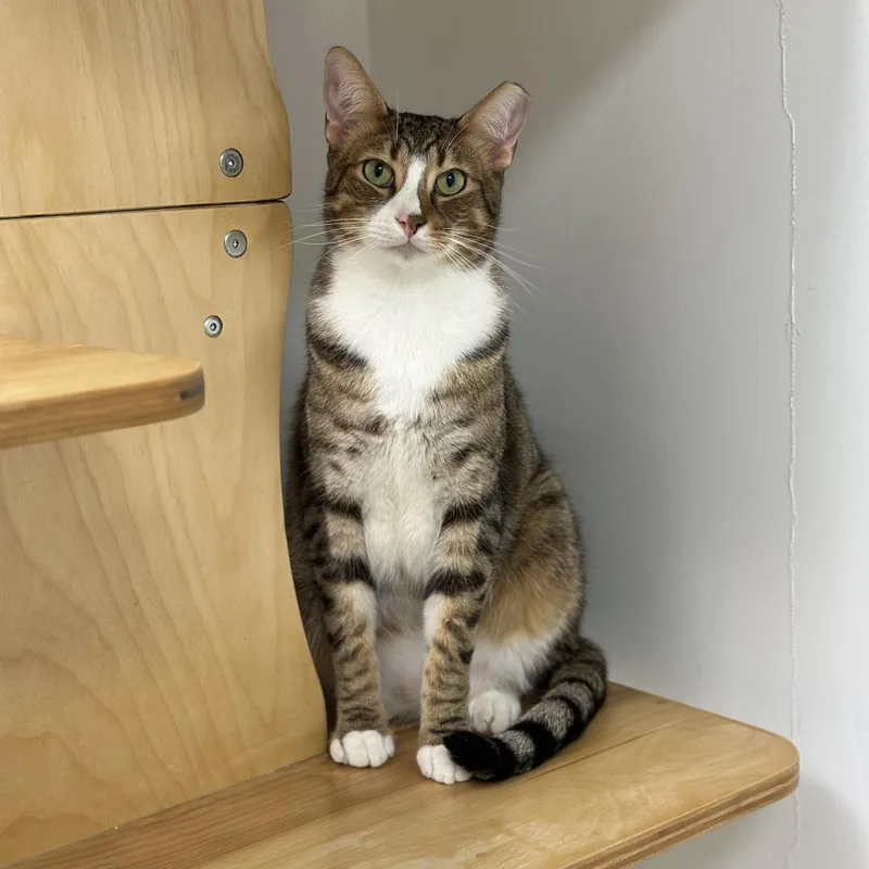 Harrison thumbnail 5