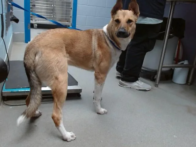 A young medium-sized male Australian Shepherd dog named Valor for adoption in Albuquerque, NM