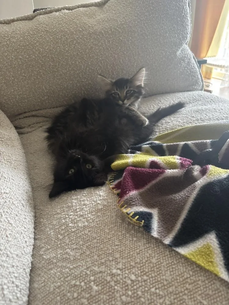 A baby medium-sized female Black Domestic Medium Hair cat named Eclipse for adoption in Lansing, MI