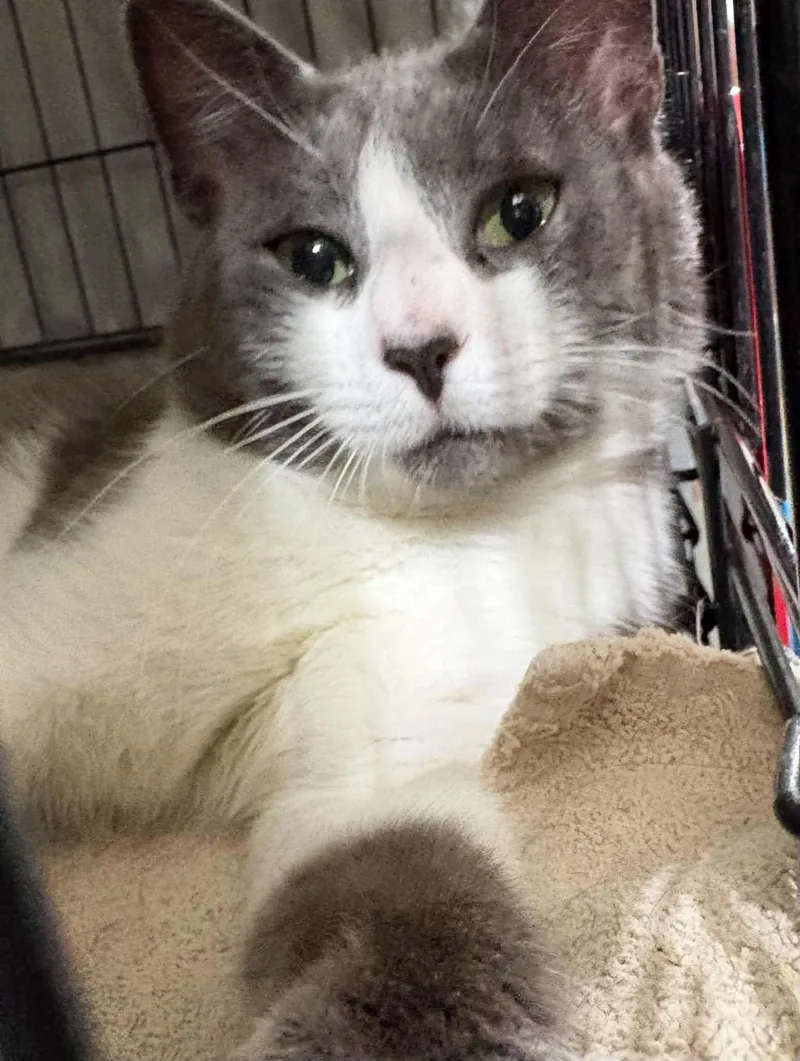 An adult medium-sized male Domestic Short Hair cat named Chester for adoption in Westfield, MA
