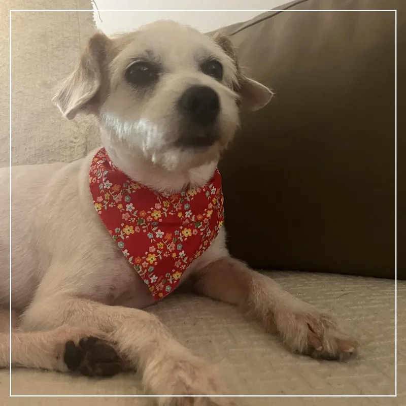 An adult small-sized female Apricot / Beige Wirehaired Terrier dog named Pinky for adoption in Little Rock, AR