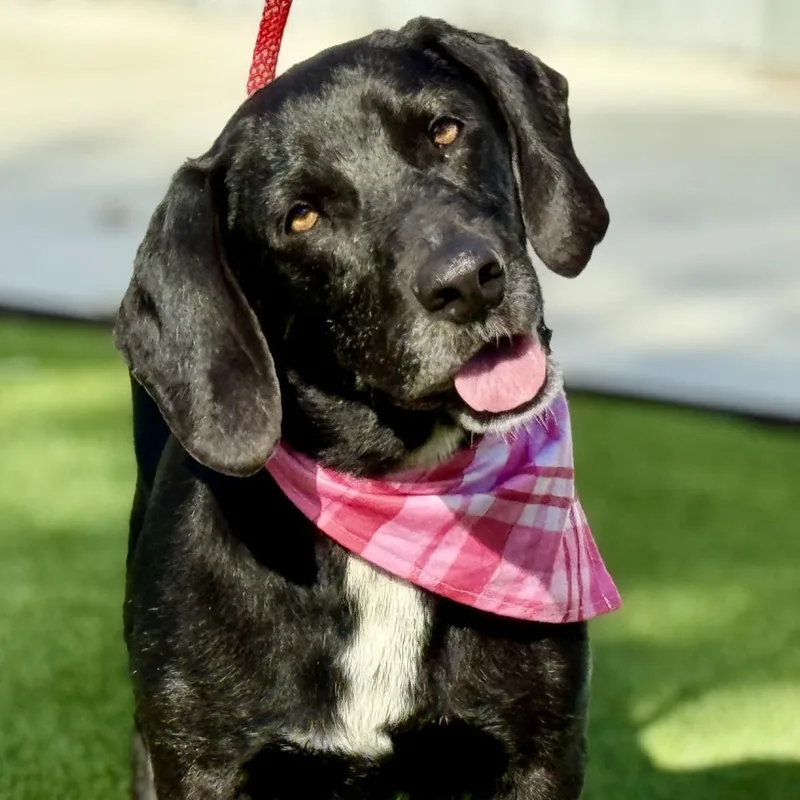 Delta  The Low thumbnail 5