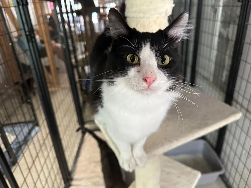 A young medium-sized male Black Domestic Medium Hair cat named Joey for adoption in Midway City, CA