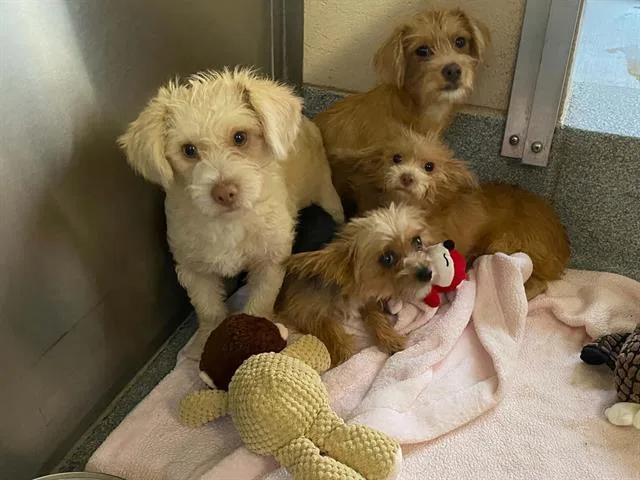 A young small-sized male Border Terrier dog named Trident for adoption in Tustin, CA