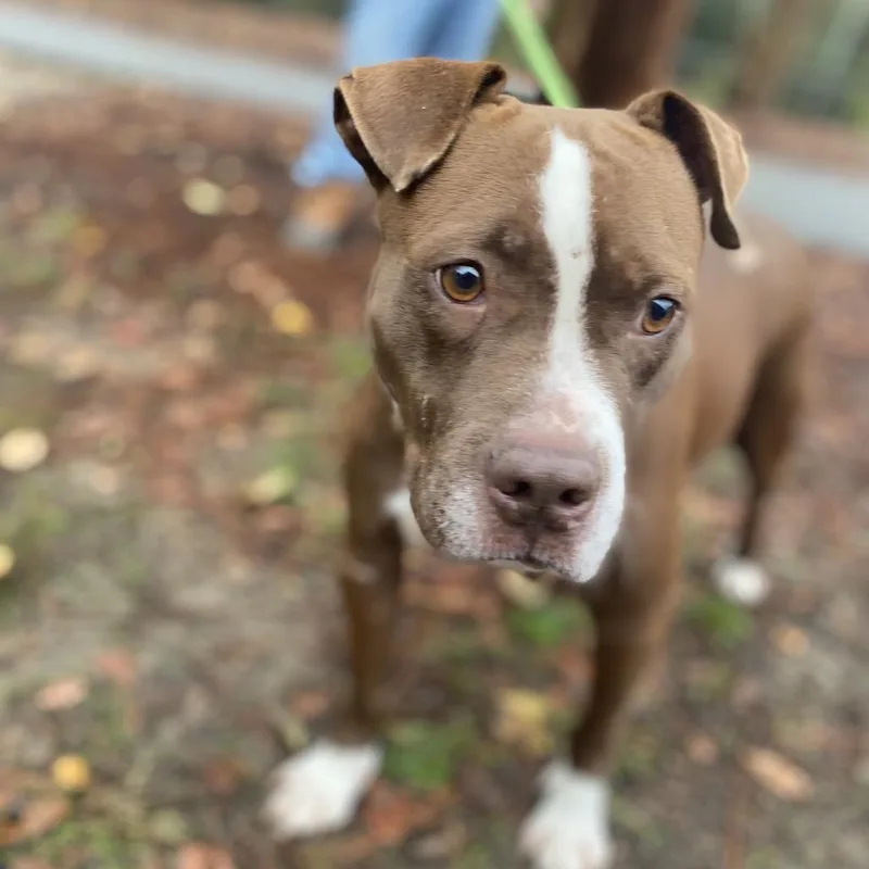 An adult large-sized female Brown / Chocolate Mixed Breed dog named Momma Girl for adoption in Columbus, GA