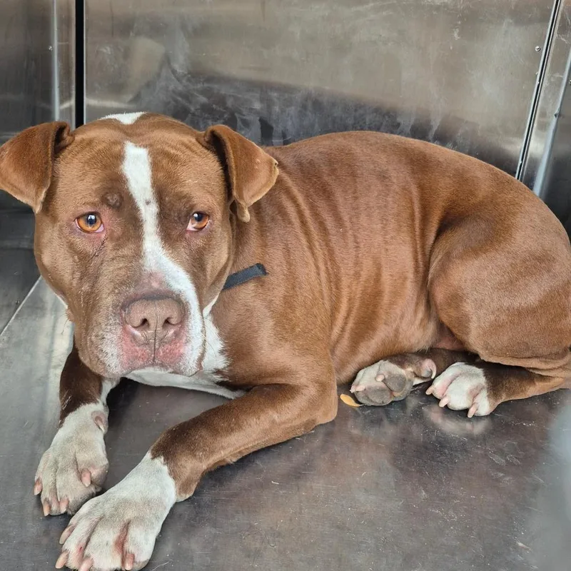 Momma Girl thumbnail 6