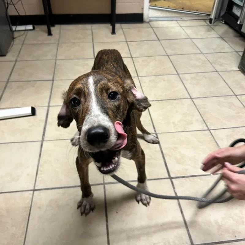 An adult medium-sized male Hound dog named Frodo for adoption in Newport, NC