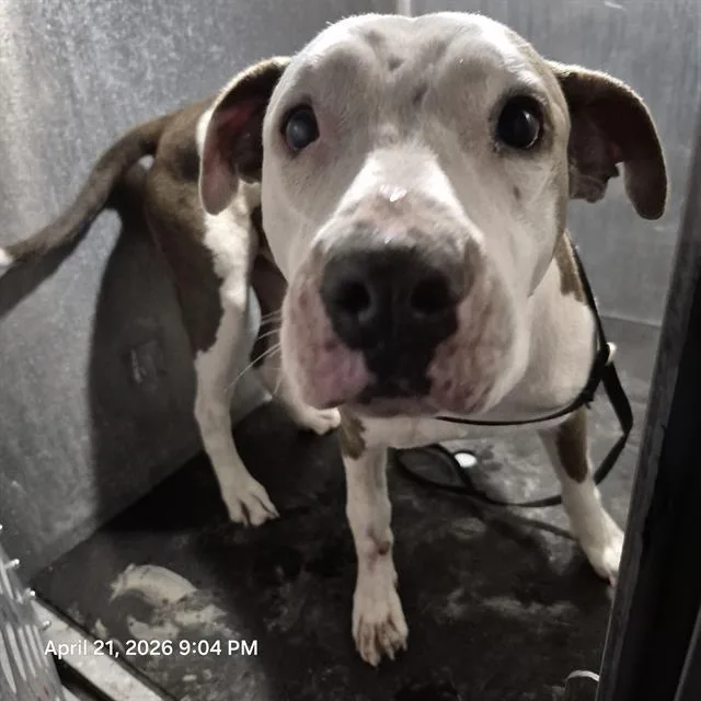 A young medium-sized male American Staffordshire Terrier dog named Castro for adoption in San Antonio, TX