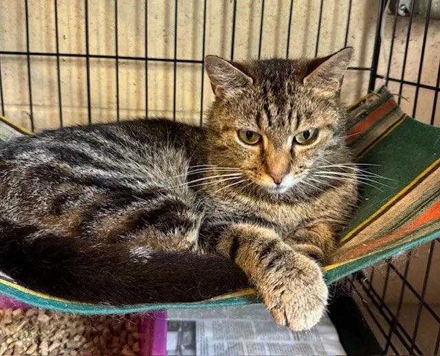 An adult medium-sized female Tabby cat named Mazie for adoption in Apollo, PA