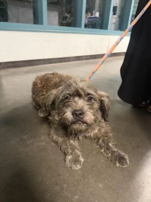 A young medium-sized male Schnauzer dog named Ted for adoption in Chatsworth, CA